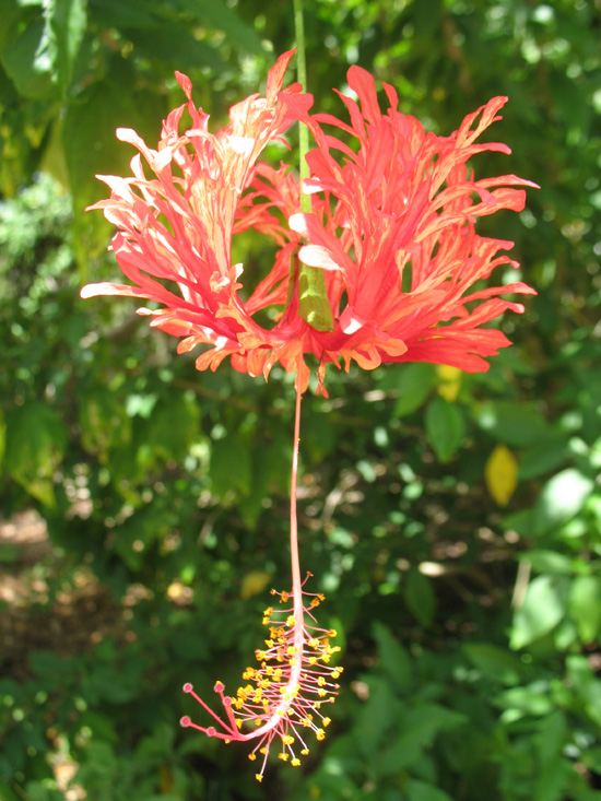 coral hibiscus flower in the heritage garden,Botanic Park cayman picture