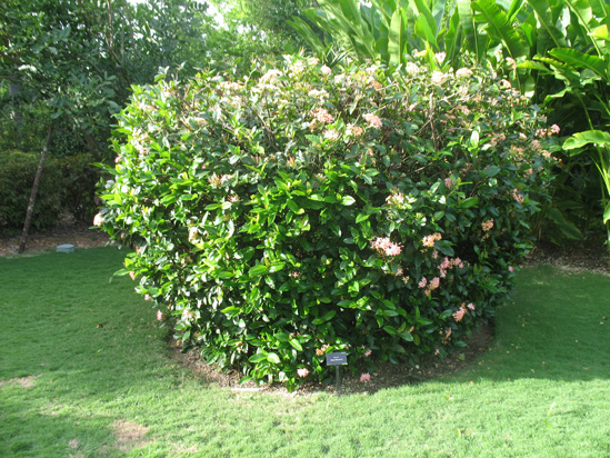 flame of the forest in the visitors centre,Botanic Park cayman picture
