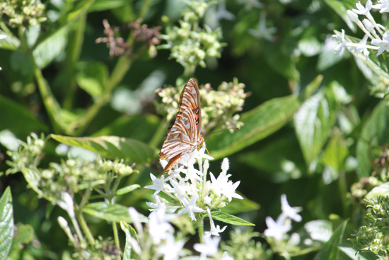 gulf fritillary butterfly in the floral color garden,Botanic Park cayman picture