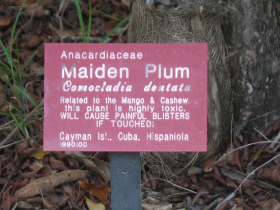 maiden plub danger sign in the trail,Botanic Park cayman picture