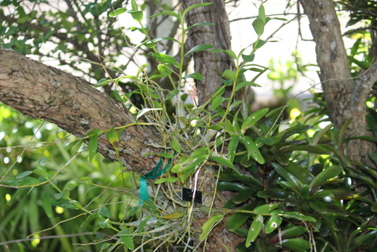 pigeon orchid in the visitors centre,Botanic Park cayman picture