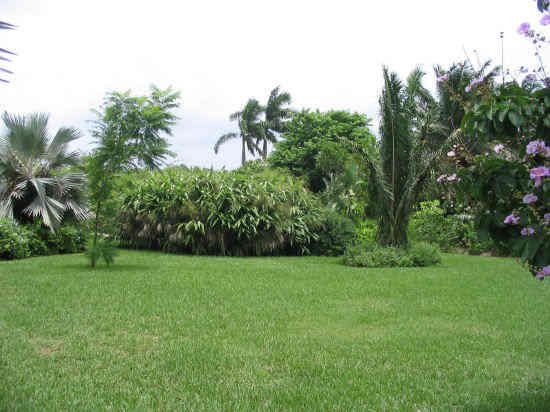 A picture of the Floral Colour Garden in the Botanic Park on Grand Cayman. 