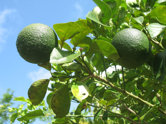 seville oranges fruit in the visitors centre,Botanic Park cayman picture