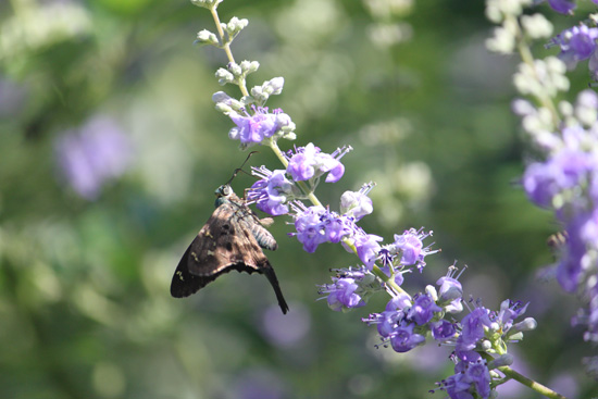 skipper in the floral color garden,Botanic Park cayman picture