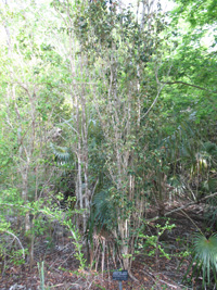 bastard strawberry in the trail,Botanic Park cayman picture