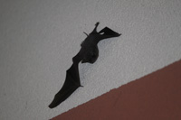 bat on wall in the visitors centre,Botanic Park cayman picture