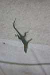 blue anole in the floral color garden,Botanic Park cayman picture