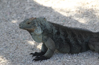 blue iguana in the trail,Botanic Park cayman picture