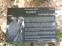 breadfruit sign in the heritage garden,Botanic Park cayman picture