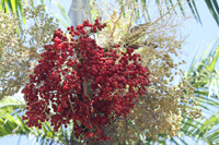 captaintaria palm seeds in the floral color garden,Botanic Park cayman picture