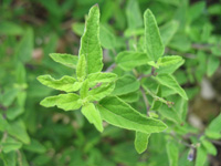 cayman sage herb in the floral color garden,Botanic Park cayman picture