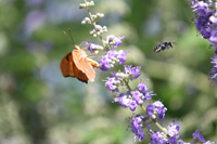 cayman zoe julia butterfly in the floral color garden,Botanic Park cayman picture