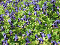 Pictures of The Floral Color Garden