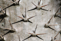 clubfoot spikes in the floral color garden,Botanic Park cayman picture