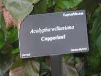 copperleaf sign in the visitors centre,Botanic Park cayman picture