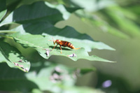 paper wasp on leaf in the floral color garden,Botanic Park cayman picture