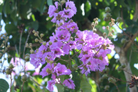 queens crape myrtle flowers in the floral color garden,Botanic Park cayman picture