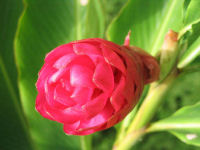 botanical gardens
