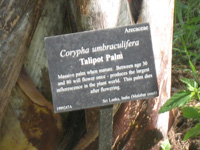 tailpot palm sign in the lake and wetlands,Botanic Park cayman picture