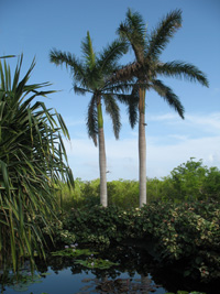 two plam trees in the floral color garden,Botanic Park cayman picture