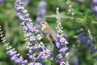 vitelline warbler bird in the floral color garden,Botanic Park cayman picture
