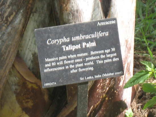 tailpot palm sign in the lake and wetlands,Botanic Park cayman picture
