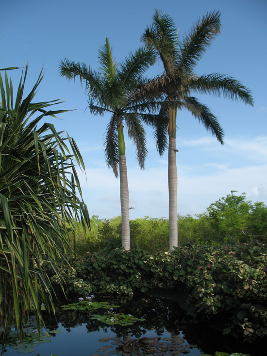 two plam trees in the floral color garden,Botanic Park cayman picture