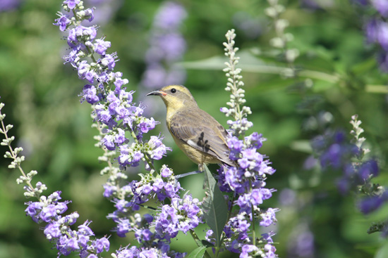 vitelline warbler bird in the floral color garden,Botanic Park cayman picture