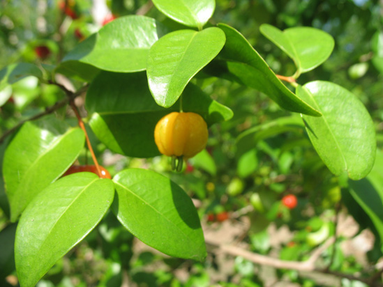yelllow suriname cherry in the visitors centre,Botanic Park cayman picture
