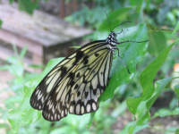 butterfly farm
