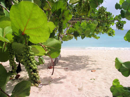 A picture of the Sea Grapes on Cemetery beach , Grand Cayman.