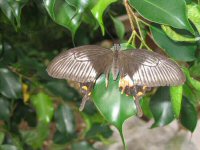 Black Swallow-tailed butterfly