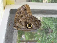 Owls eye butterfly