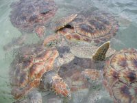 Baby Turtles at the Turtle Farm
