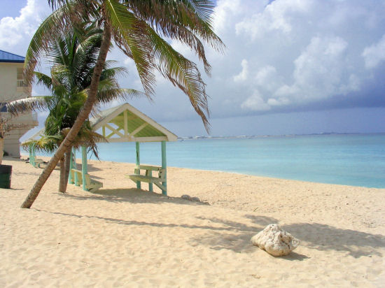 A picture of some palm trees at west bay beach, Grand Cayman. 