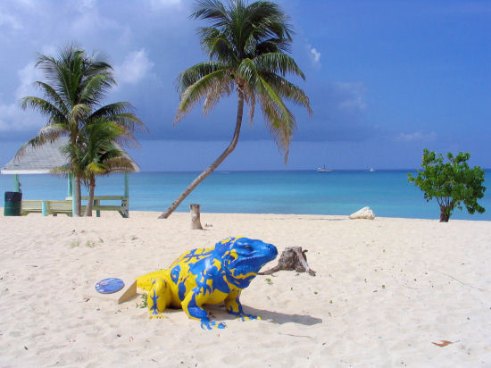 A picture of some palm trees at west bay beach, Grand Cayman. 