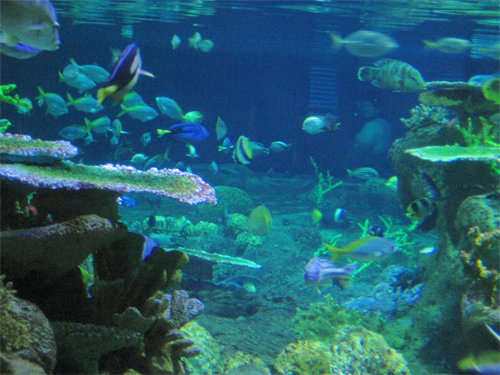 Picture of The Atoll Reef in Ocean Park in Hong Kong, China.