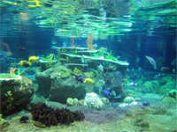 Atoll_Reef, Ocean Park