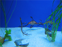 Leafy Sea Dragon, Ocean Park