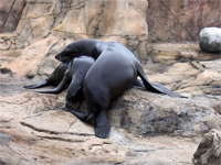 Sea Lions at the Pacific Pier