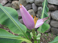  Banana Plant at Hope Botanical Gardens, Kingston, Jamaica