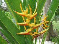  Bird Of Paradise Flower at Hope Botanical Gardens, Kingston, Jamaica