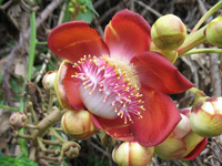  Cannonball Flower at Hope Botanical Gardens, Kingston, Jamaica