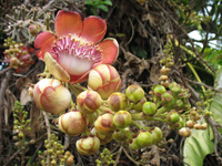  Cannonball Flowers at Hope Botanical Gardens, Kingston, Jamaica