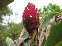  Ginger Alpinia Purpurata at Hope Botanical Gardens, Kingston, Jamaica
