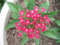  Red Flowers at Hope Botanical Gardens, Kingston, Jamaica