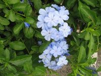  South African Leadwort Plumbago Capensis at Hope Botanical Gardens, Kingston, Jamaica