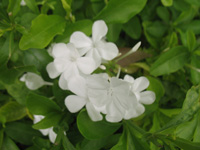  White Periwinkle at Hope Botanical Gardens, Kingston, Jamaica
