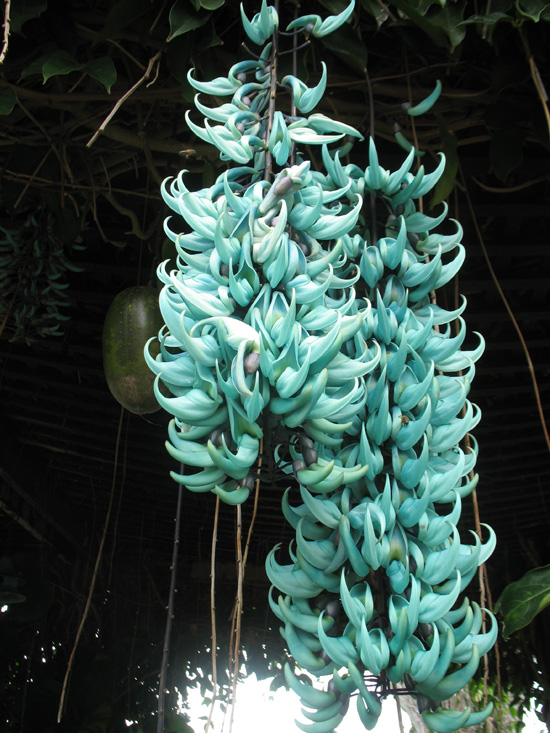 Picture of  The  Jade Vine With Fruit at Strawberry Hill, Jamaica is shown on this page.