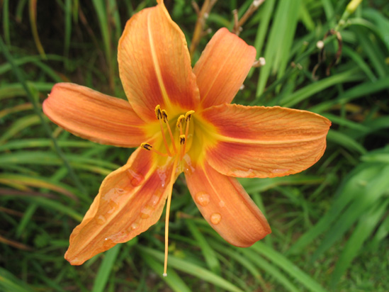 Picture of  The  Orange Day Lily Hemerocallis at Strawberry Hill, Jamaica is shown on this page.